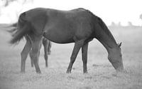 paard van Rando Kromkamp thumbnail