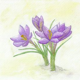 Crocuses by Sandra Steinke