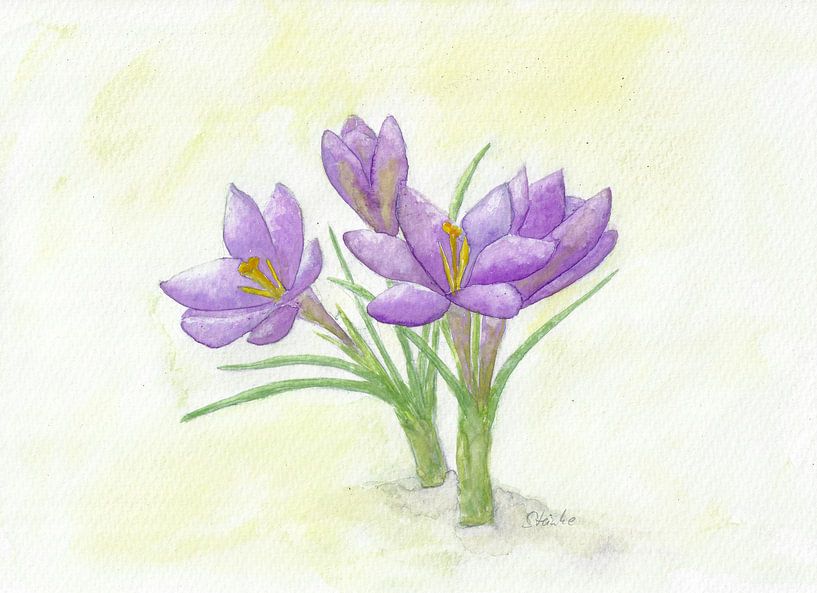 Crocuses by Sandra Steinke