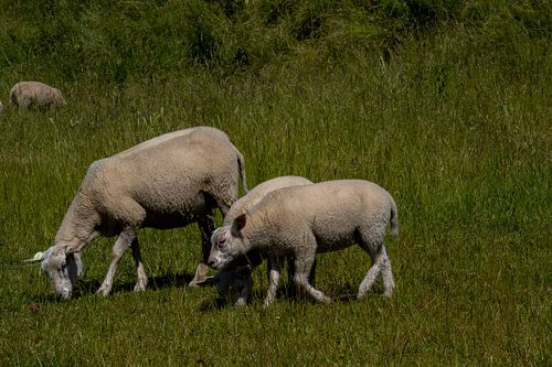 Moutons