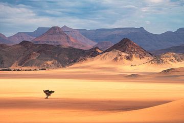 Namibië Damaraland woestijn met boom van Jean Claude Castor