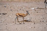 Springbok in Etosha National Park in Namibia, Africa by Patrick Groß thumbnail