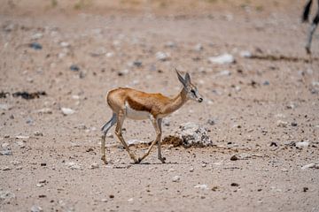 Springbokken in het Etosha National Park in Namibië, Afrika van Patrick Groß