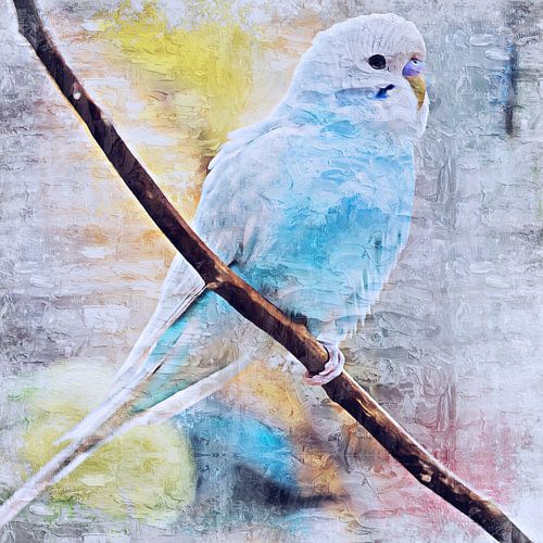 Blue budgerigar