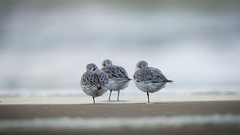 Sanderlings on the beach by Dirk van Egmond