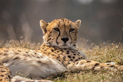 Cheetah of Jachtluipaard