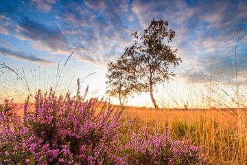 Bloeiende heideplanten in heidelandschap tijdens zonsopgang van Sjoerd van der Wal
