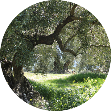 Oude olijfboom in het voorjaar II van Jan Katuin
