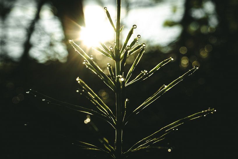 Tautropfen auf einer Pflanze in der Morgensonne. von Jan