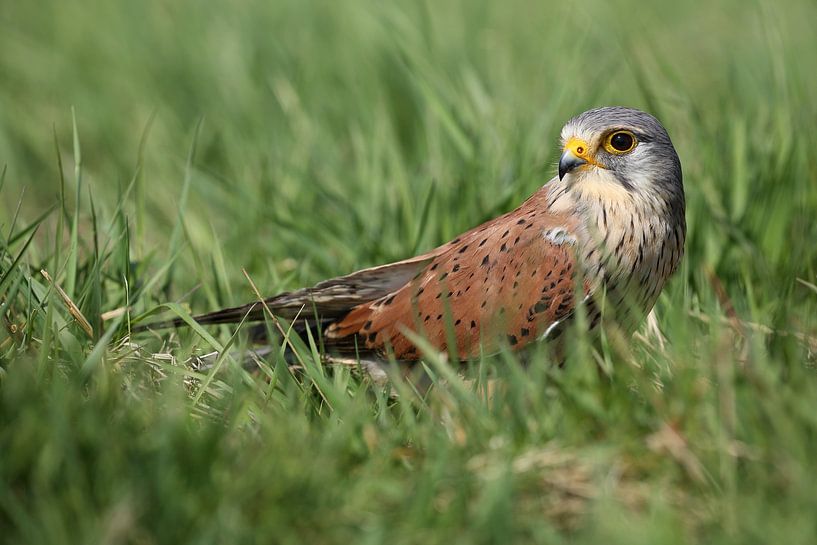 Torenvalk (Falco tinnunculus) van Ronald Pol