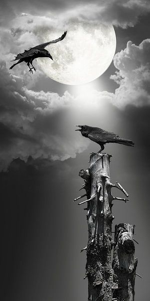 Raven in the moonlight by Monika Jüngling