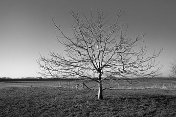 Winterlandschap zwart wit