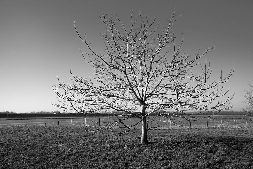 Winterlandschap zwart wit by Cilia Brandts