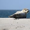 Seehund am Strand von Düne von Antwan Janssen