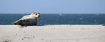 Zeehond op het strand van Düne van Antwan Janssen