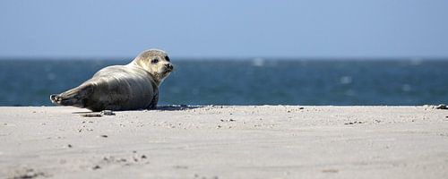 Seal on the beach of Düne by Antwan Janssen