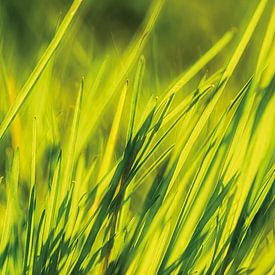 Lawn in the sunshine by Nicc Koch