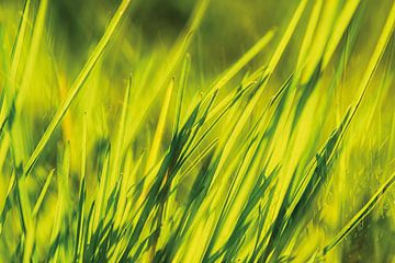 Lawn in the sunshine by Nicc Koch