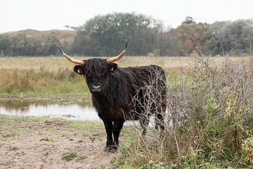 Schotse Hooglander van PeetMagneet