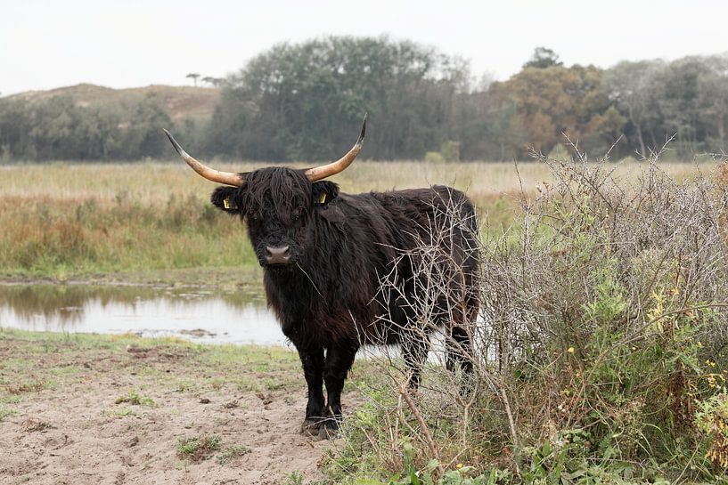 Scottish Highlander by PeetMagneet