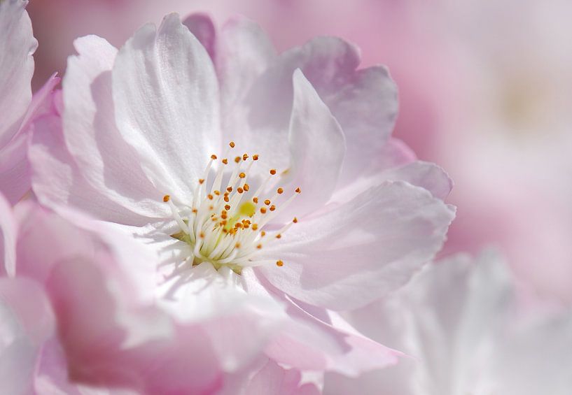 Cherry Blossom by Violetta Honkisz