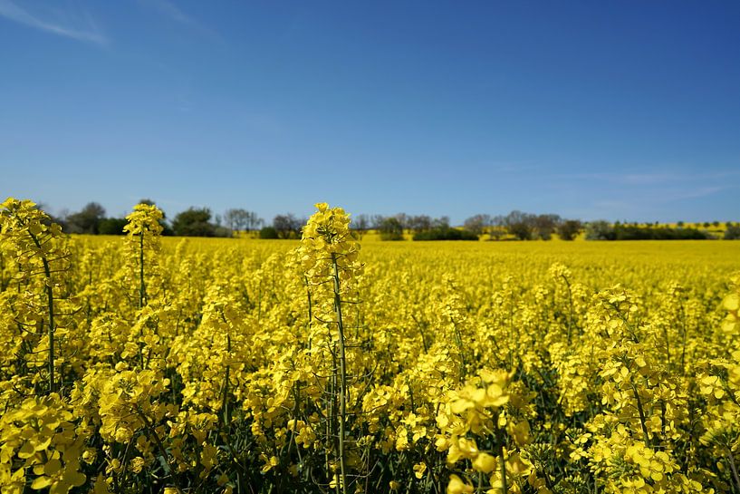 rape blossom by Heiko Kueverling