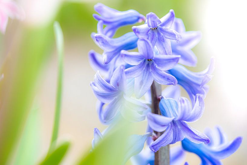 Blue bulb hyacinth in the field by Fotografiecor .nl