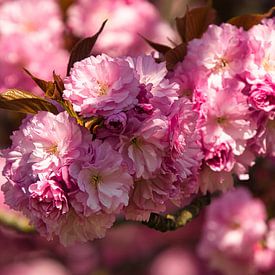 Japanse kersenbloesem in de regio Ortenau van Tanja Voigt
