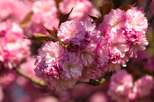 Japanse kersenbloesem in de regio Ortenau