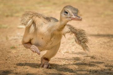 struisvogel van sarah zentjens