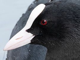 Meerkoet van Hans van der Putten