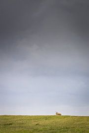 Schaf im Sturm von Nils Steiner