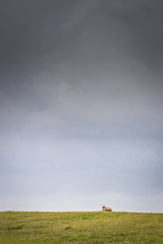 Mouton dans la tempête sur Nils Steiner