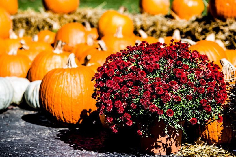 Pumpkin Season by Ruby Schiffer