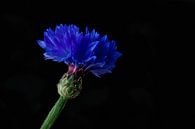 Blauwe korenbloem op zwart van Joran Quinten thumbnail