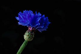 Blaue Kornblume auf Schwarz von Joran Quinten