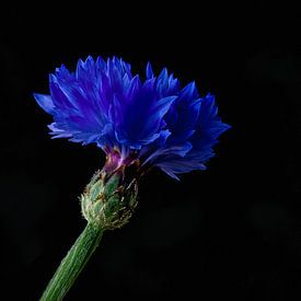 Blauwe korenbloem op zwart van Joran Quinten