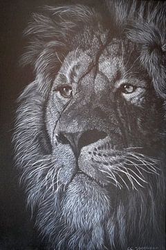 Lion in Black and White by Carla Jacobsen