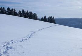 Spuren im Schnee von Robin Feldmann