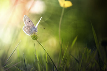 Die Schönheit des Schmetterlings