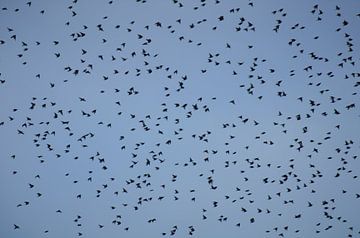 Birds in the sky van Bianca Massaar