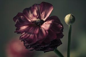 Ranunculus on its return with young bud by tim eshuis