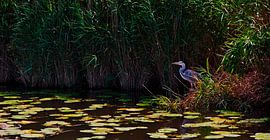 Blue heron on the lookout waiting for a frog by Miny'S