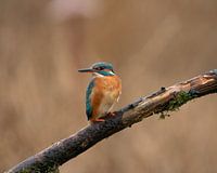 Eisvogel in Marken, Niederlande.