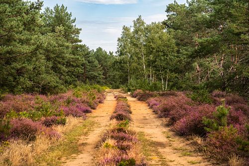 Bloeiende heide op het zandpad
