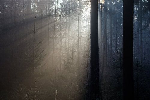 Zonneharpen in dennenbos