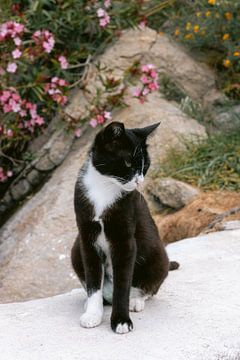 Cat in Greece | Photo print Mykonos island | Europe travel photography by HelloHappylife