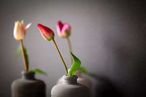 Drie grijze kruiken met tulpen