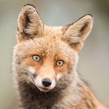 sweet little fox by Kris Hermans