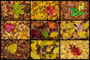 Autumn Impressions VI (Mix) van images4nature by Eckart Mayer Photography